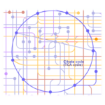 Analysis of biological pathways